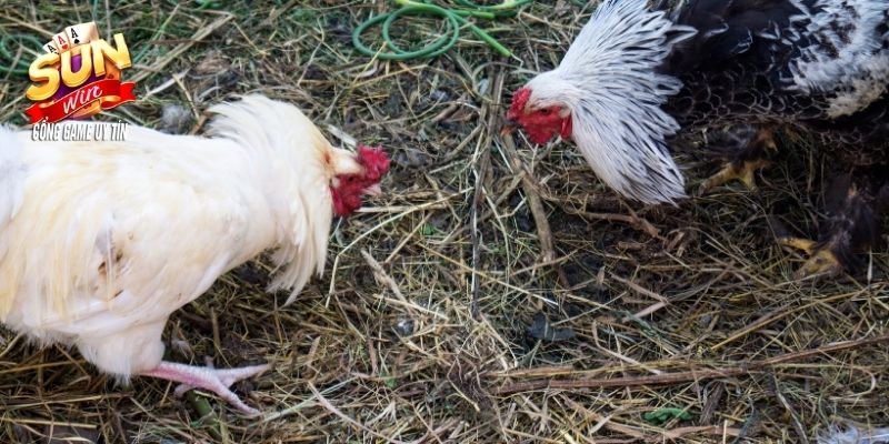 Đá gà cựa dao với trải nghiệm kịch tính