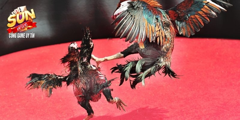 Tổng quan về Đá gà Sunwin 